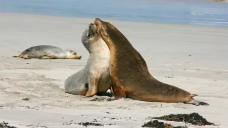 Seal pup kangaroo island