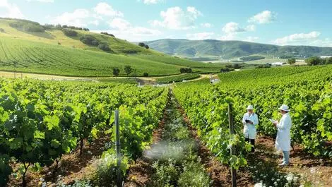 Realistic new zealand vineyard with healthy grapevines rolling hills scientists examining vines sustainability